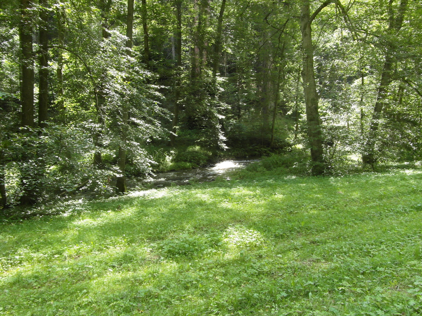 Na zbru fotografie z vletu je louka, ka Stropnice a za loukou les.