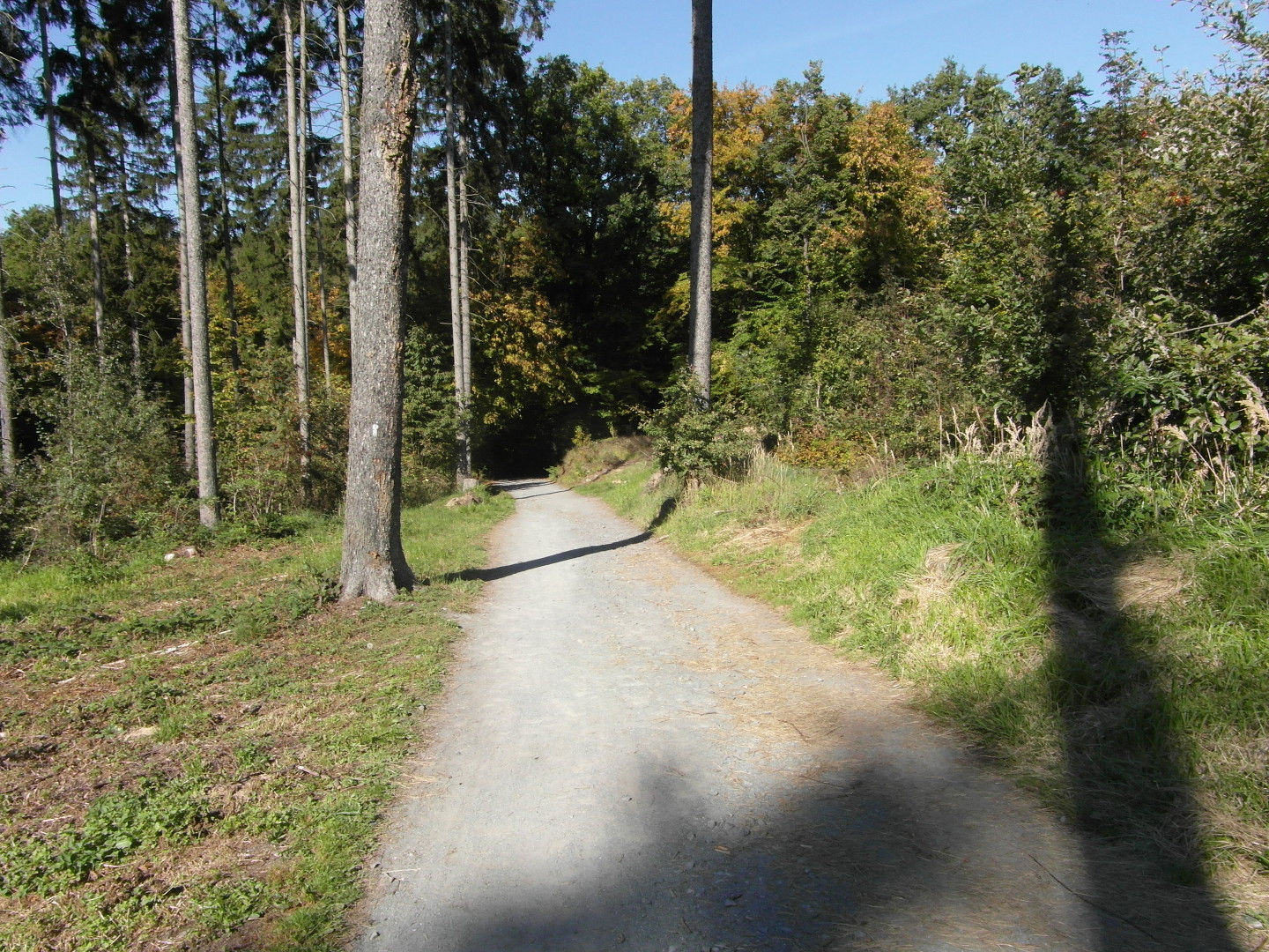 Na fotografii z vletu je vidt irok zpevnn cesta lesem. V tomto mst nejsou
      stromy. Kus dl je vidt nkolik smrk a za nimi listnat les.