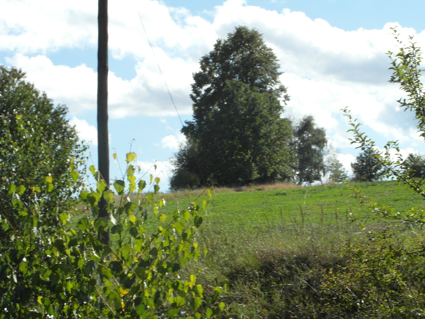 Na fotografii z vletu je strom 
  (ve skutenosti skupina strom) na svahu nad trat.